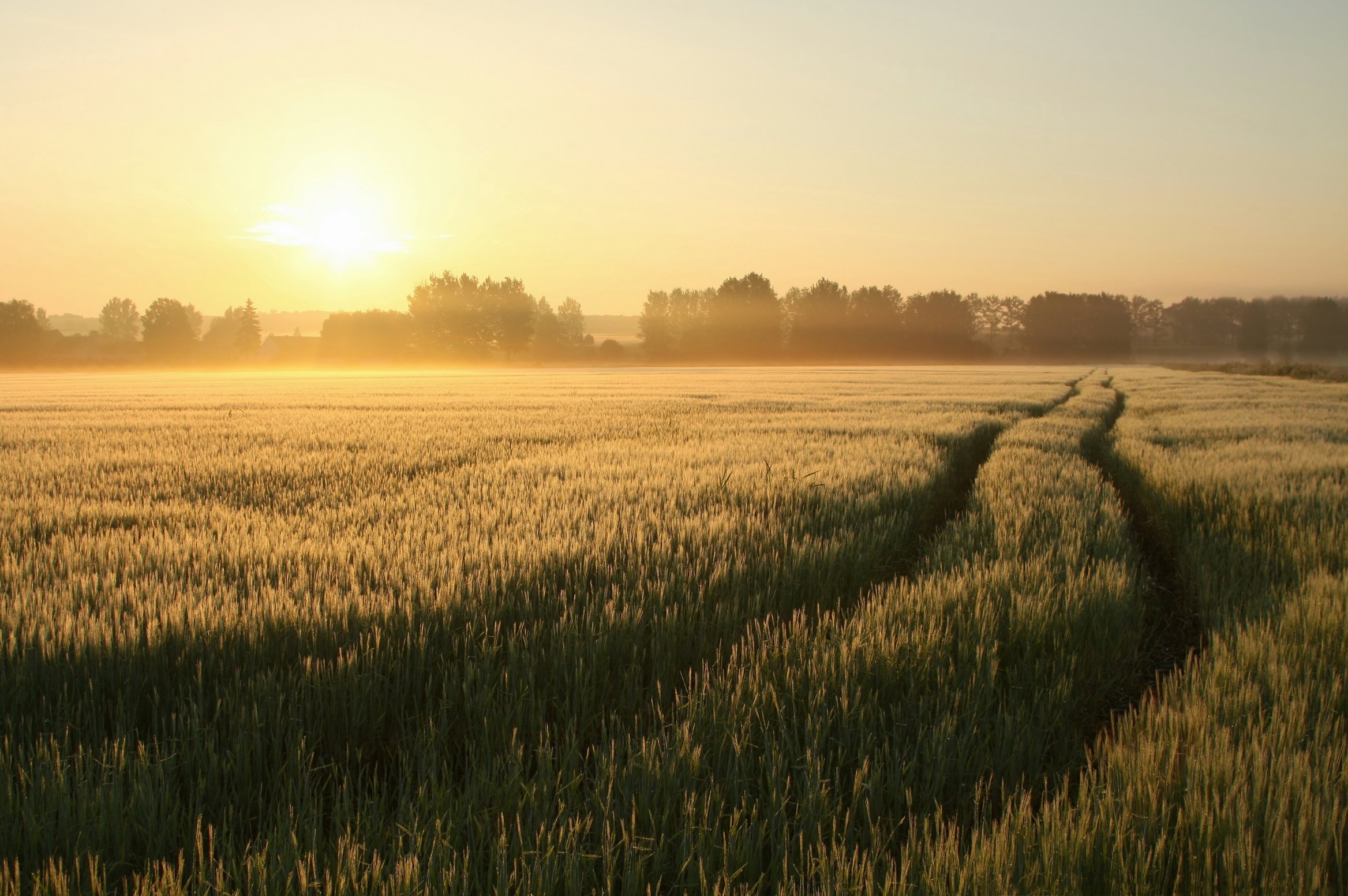 Misty rural landscape